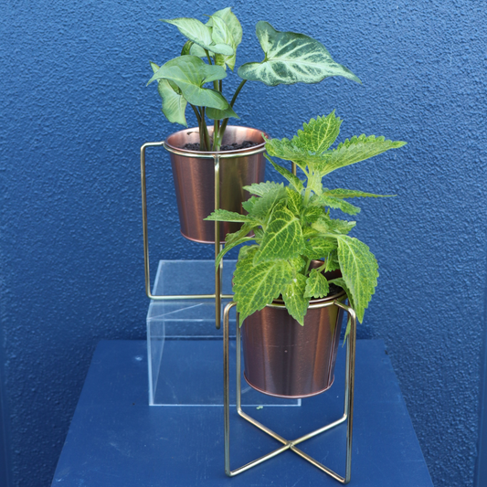Plant | Mini Houseplant