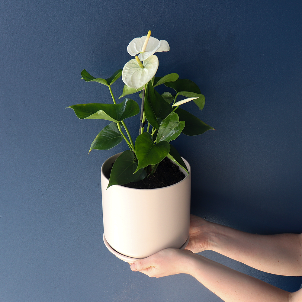 Plant | Anthurium