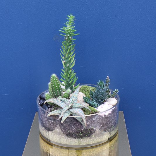 Plant | Desert Gem