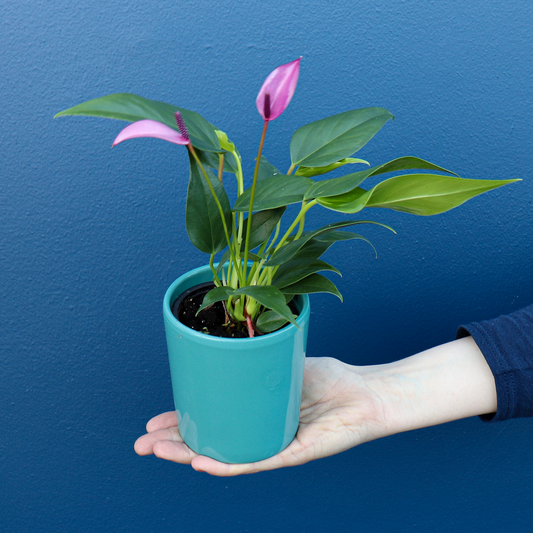 Plant | Anthurium