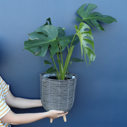 Plant | Monstera XL