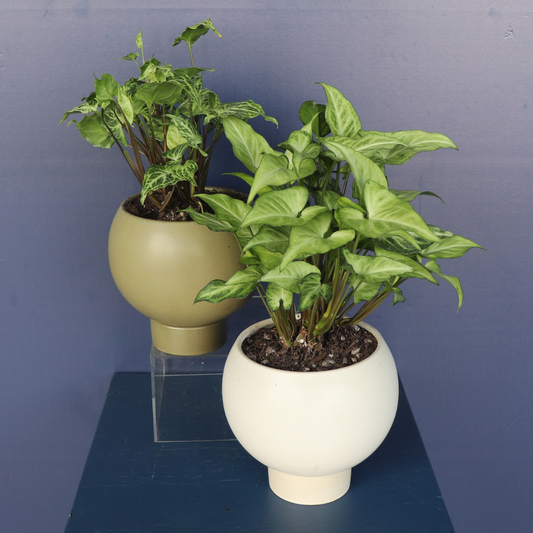 Plant | Syngonium