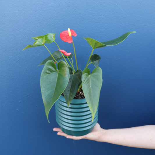 Plants